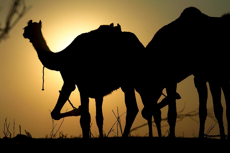 Wielbłądy z uwiązanymi nogami (Pushkar Camel Fair)